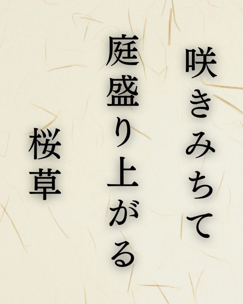 山口青邨の春の俳句5選-代表作をわかりやすく解説！「咲きみちて　庭盛り上がる　桜草」この俳句を記載した画像