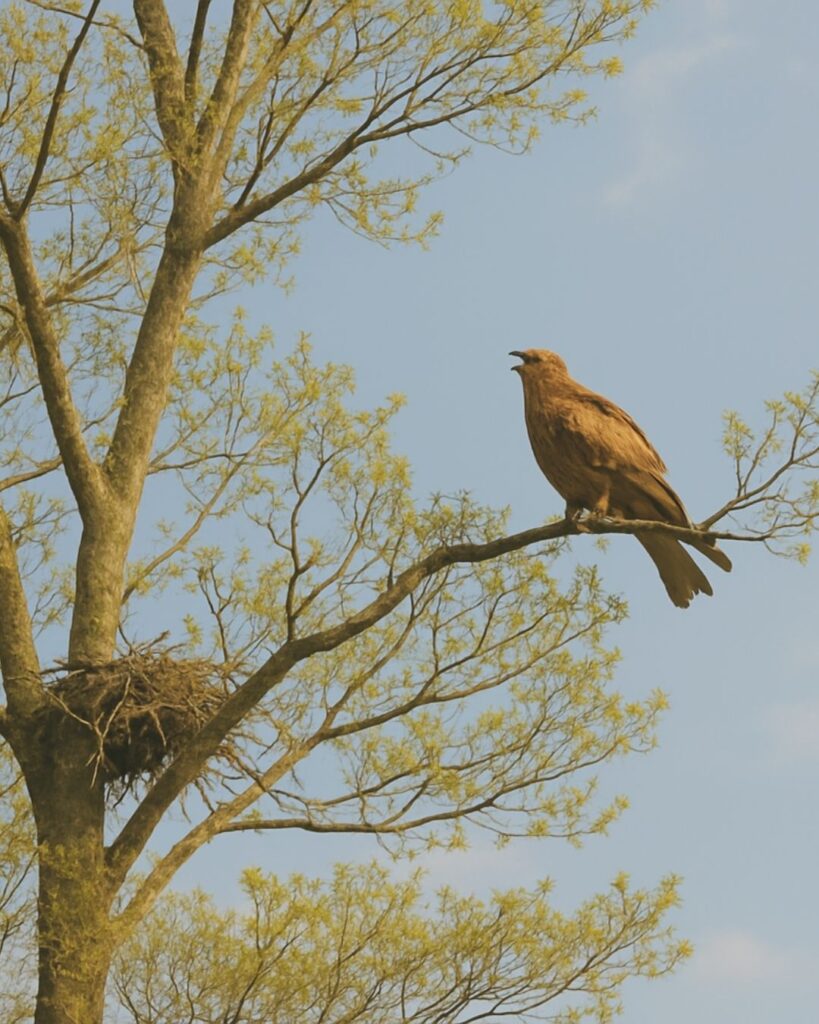 立花北枝の春の俳句5選-自然に寄り添う情景「鳶の巣と しれて梢に 鳶の声」この俳句をイメージした画像