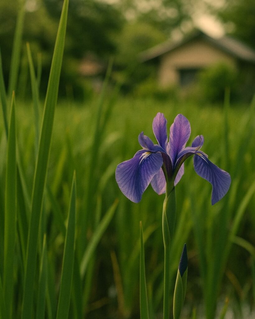 水原秋桜子の夏の俳句5選-代表作をわかりやすく解説!「家ちかく 真菰の中の 杜若」この俳句をイメージした画像