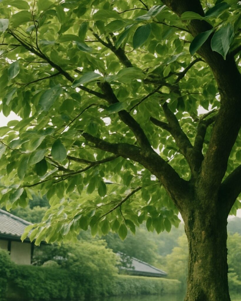 越智越人の夏の俳句5選-代表作をわかりやすく解説！「柿の木の いたり過たる 若葉哉」この俳句をイメージした画像