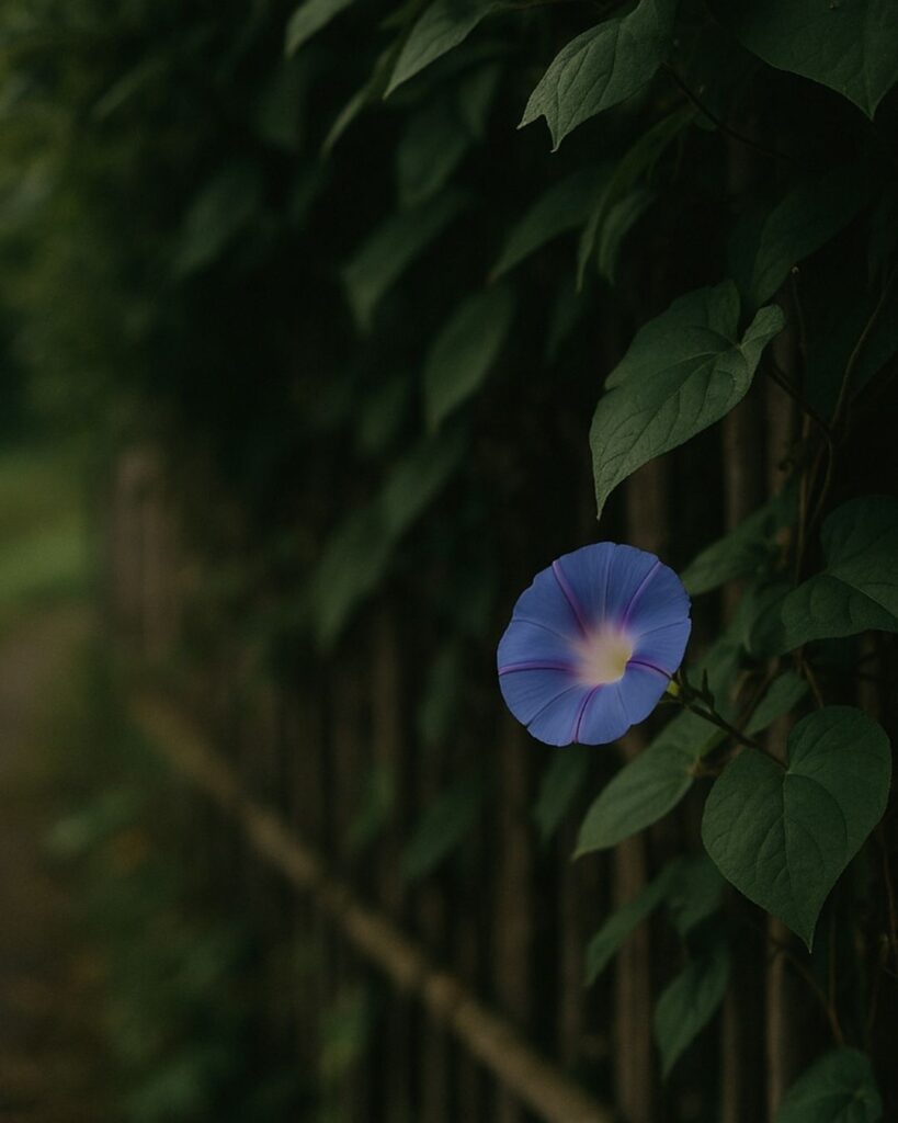 樋口一葉の秋の短歌5選-代表作をわかりやすく解説！「葉がくれに 一花咲きし 朝がほの 垣根よりこそ 秋は立ちけれ」この短歌をイメージした画像