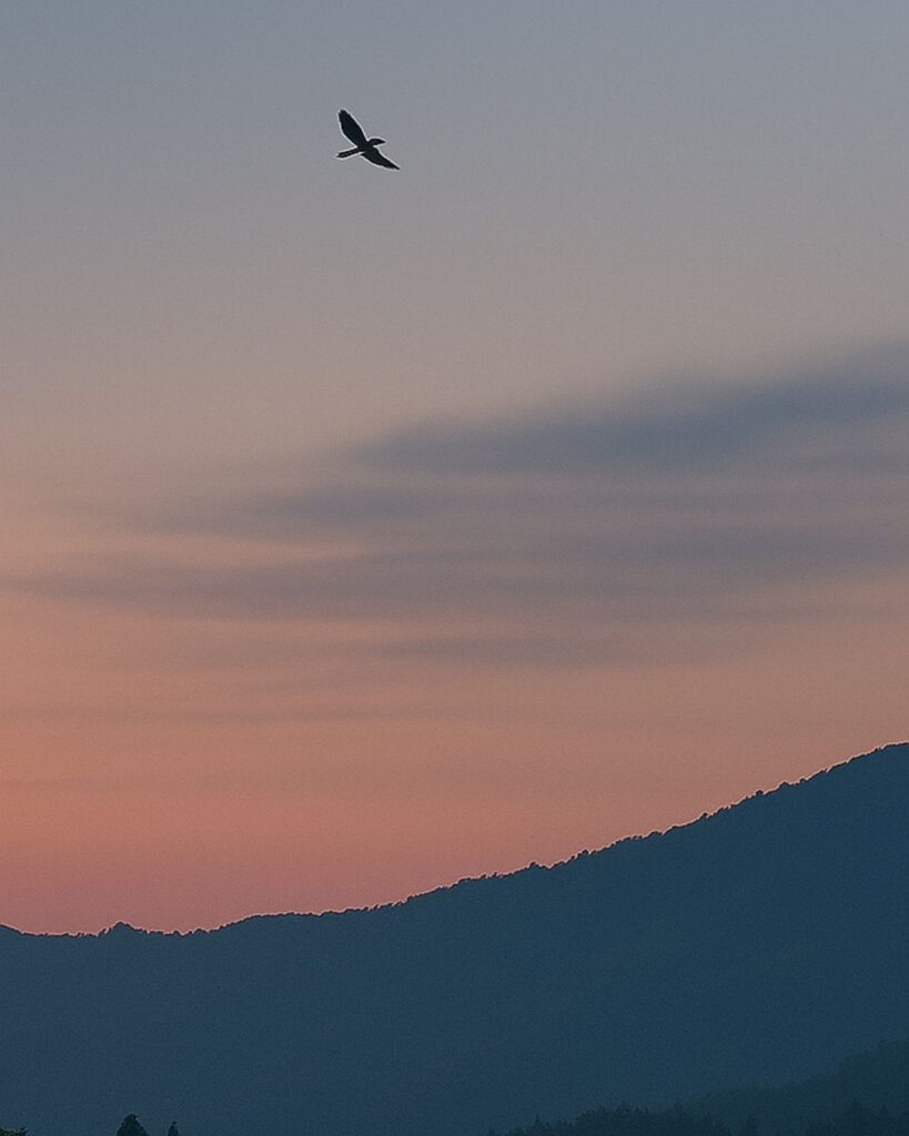 百人一首第81番 徳大寺実定『ほととぎす』背景解説–声のあと月「ほととぎす　鳴きつる方を　ながむれば　ただ有明の　月ぞ残れる」の情景をテーマにしたイメージの画像
