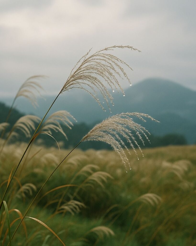 各務支考の秋の俳句5選-代表作をわかりやすく解説!「一雨の しめり渡らぬ 薄かな」この俳句をイメージした画像