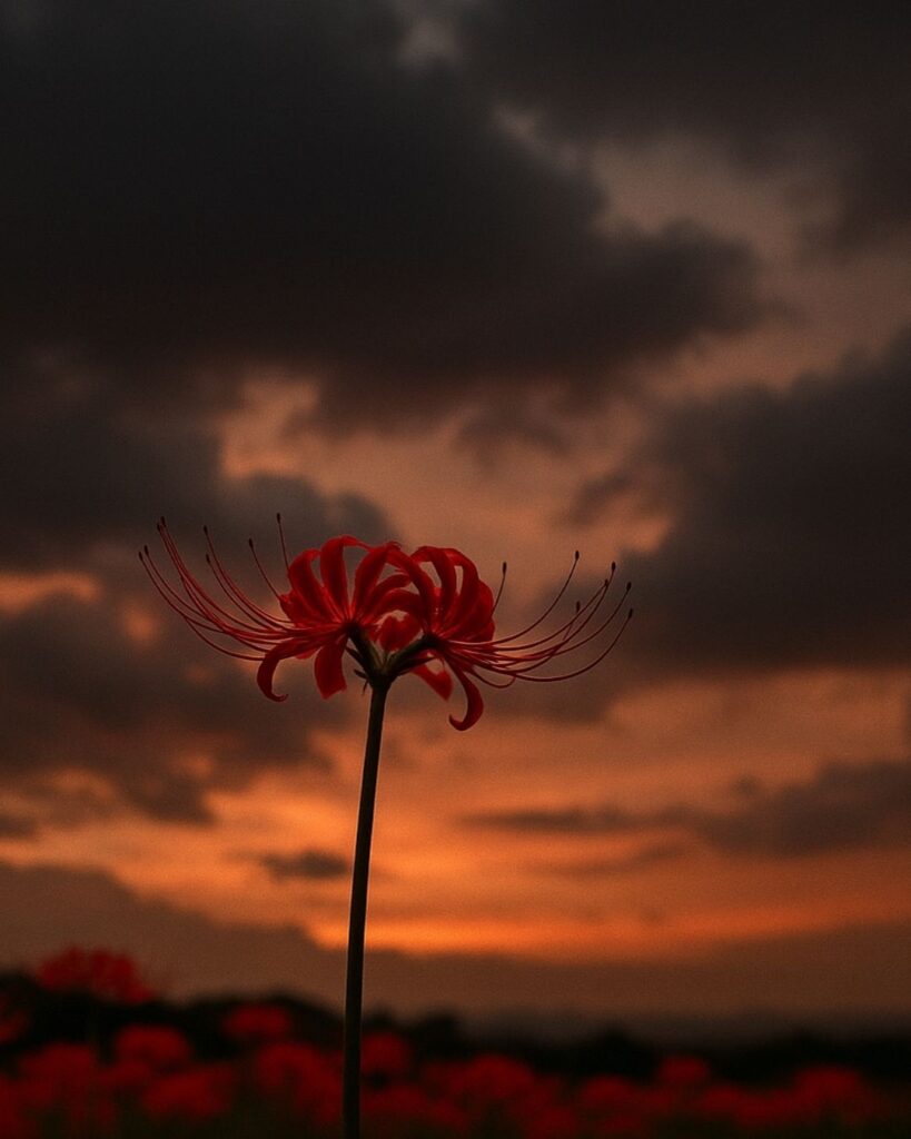 種田山頭火の秋の俳句5選-代表作をわかりやすく解説！「曼珠沙華のみ　眼に燃えて　野分夕空し」この俳句をイメージした画像