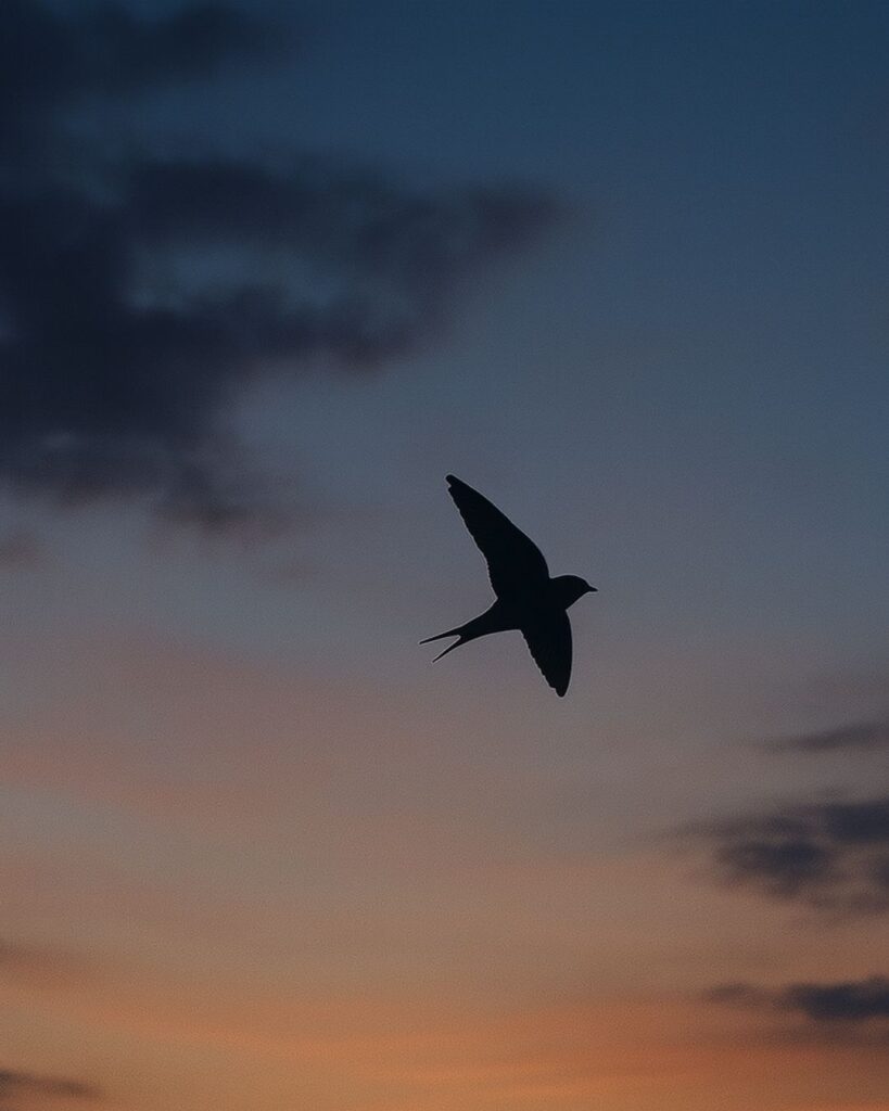 釈迢空の名作短歌5選–水の上「明け昏れの 空の暗きに、飛び交ひて 鳴く燕のこゑ あはれなり」この短歌をイメージした画像