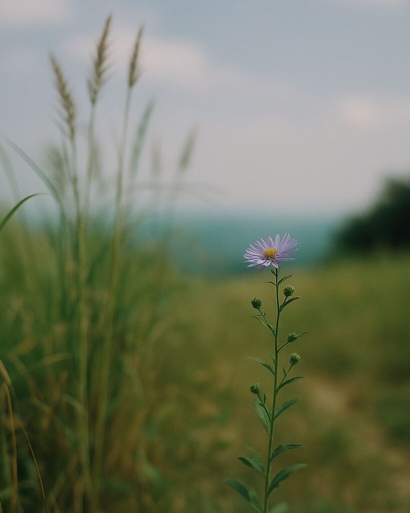杉田久女の秋の俳句5選-代表作をわかりやすく解説！「新涼や　紫苑をしのぐ　草の丈」この俳句をイメージした画像