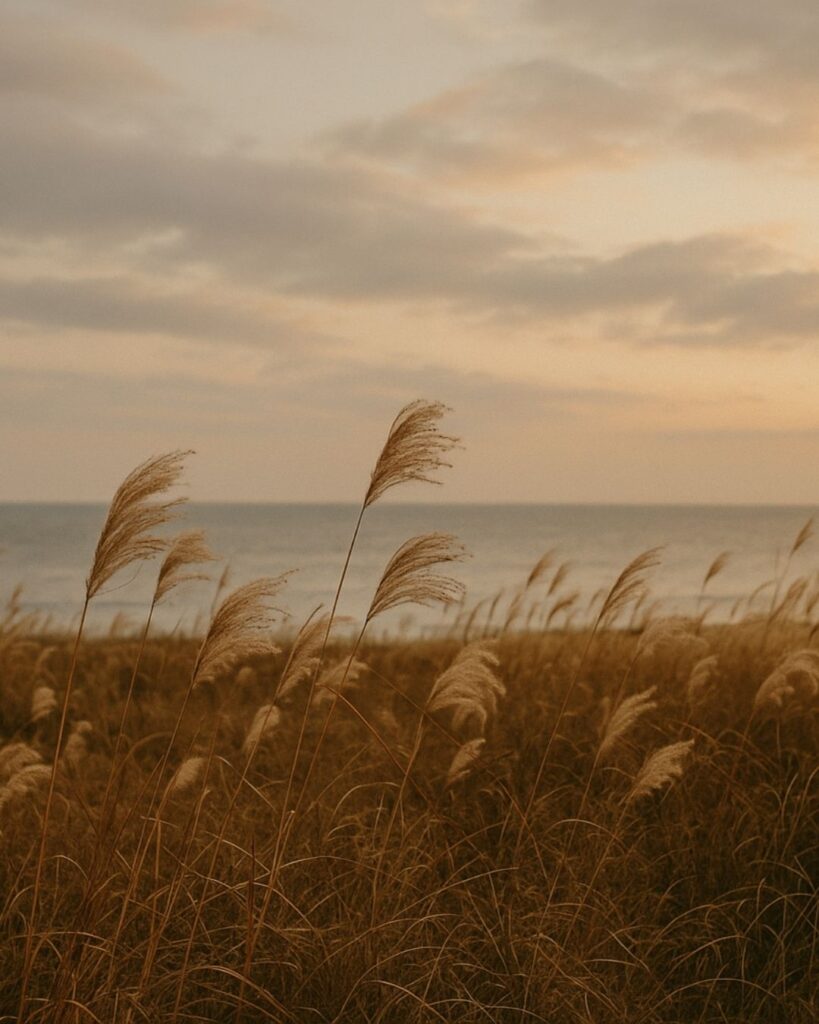 釈迢空の名作短歌5選–水の上「海の風 秋と吹くらし。 ひたすらに 萱枯れ原の なびくを見れば」この短歌をイメージした画像