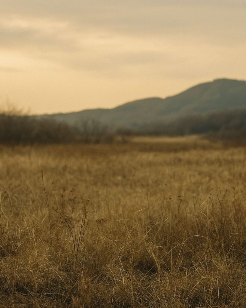 樋口一葉の冬の短歌5選-代表作をわかりやすく解説！「かり衣 すそ野のはらの 冬がれに あそびし蝶の 行方をぞおもふ」この短歌をイメージした画像