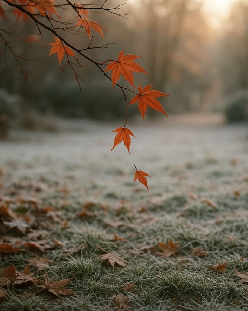 樋口一葉の冬の短歌5選-代表作をわかりやすく解説！「神無月 おく霜白き 朝庭に かぜも吹きあへず 散る紅葉かな」この短歌をイメージした画像