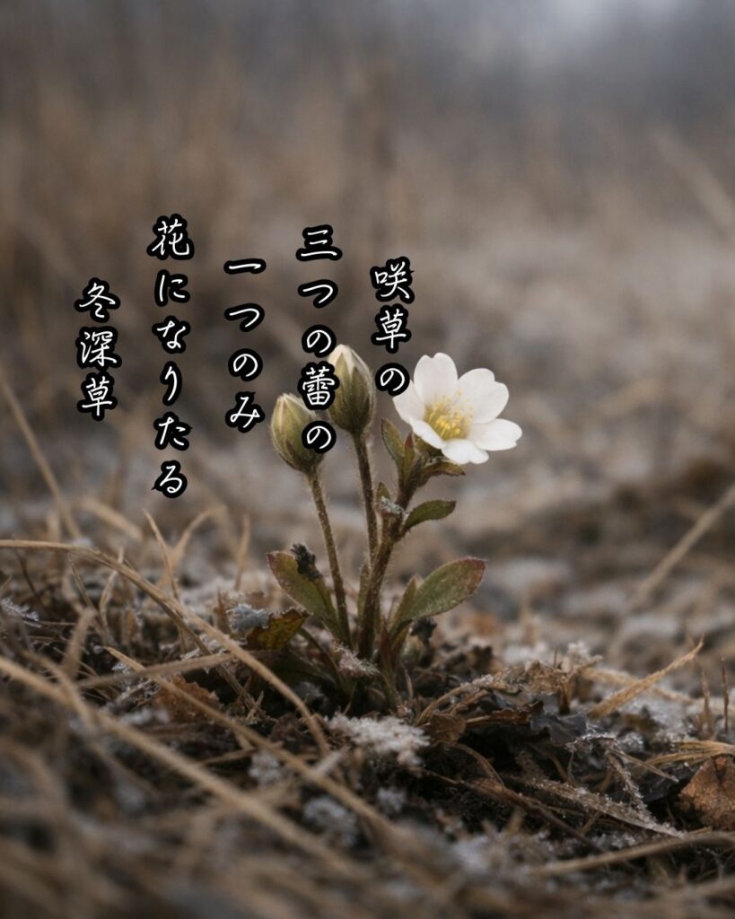 伊藤左千夫の短歌まとめ ― 生涯・作風・名歌・短歌一覧 ―「咲草の
三つの蕾の
一つのみ
花になりたる
冬深草」伊藤左千夫短歌イメージ画像
