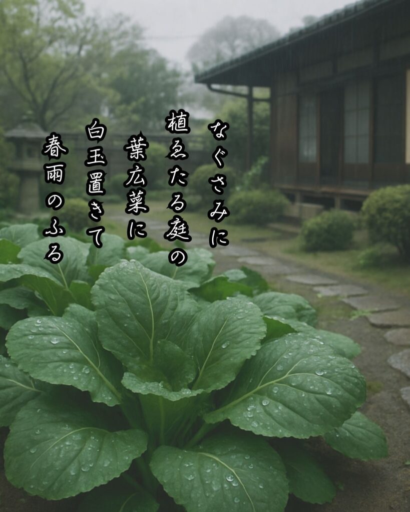 伊藤左千夫の短歌まとめ ― 生涯・作風・名歌・短歌一覧 ―「なぐさみに 植ゑたる庭の 葉広菜に 白玉置きて 春雨のふる」伊藤左千夫短歌イメージ画像
