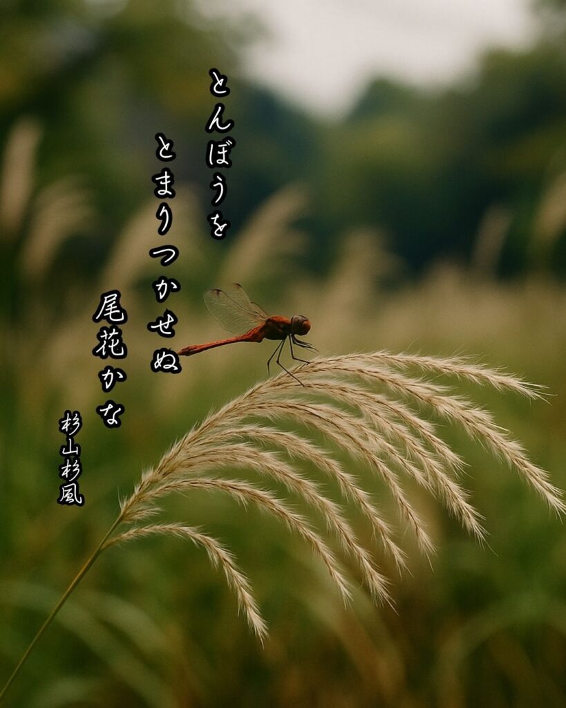 杉山杉風の俳句まとめ ― 生涯・作風・名句・俳句一覧 ―「とんぼうを　とまりつかせぬ　尾花かな」杉山杉風俳句イメージ画像
