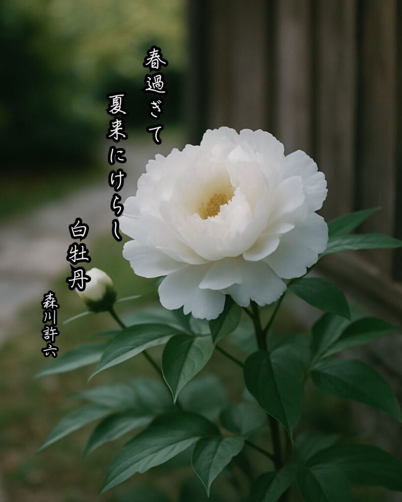 森川許六の俳句まとめ ― 生涯・作風・名句・俳句一覧 ―「春過ぎて 夏来にけらし 白牡丹」森川許六俳句イメージ画像