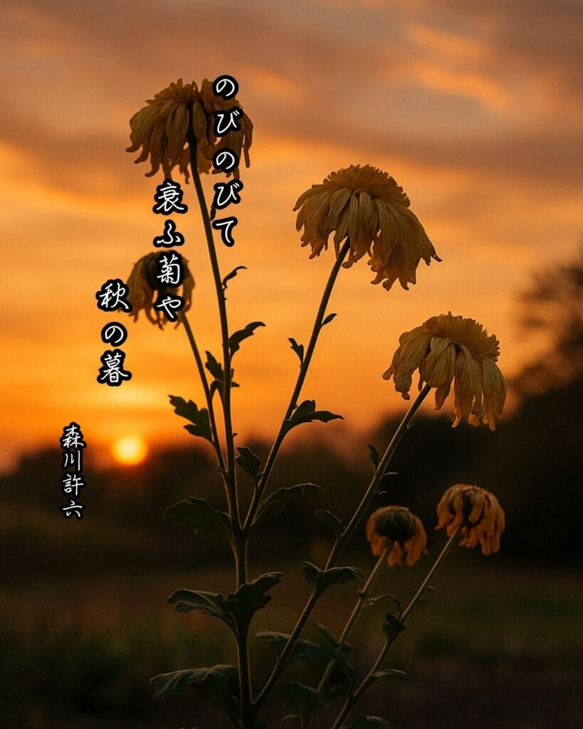 森川許六の俳句まとめ ― 生涯・作風・名句・俳句一覧 ―「のびのびて 衰ふ菊や 秋の暮」森川許六俳句イメージ画像