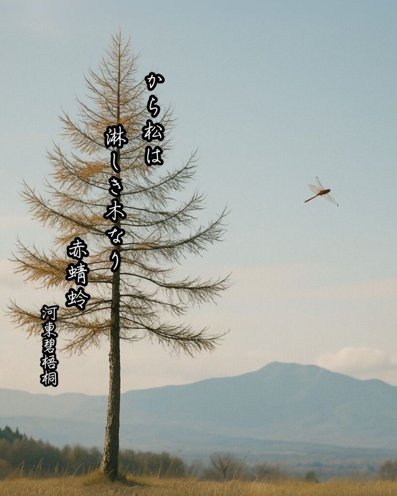 河東碧梧桐の俳句まとめ ― 生涯・作風・名句・俳句一覧―「から松は 淋しき木なり 赤蜻蛉」河東碧梧桐作俳句イメージ画像