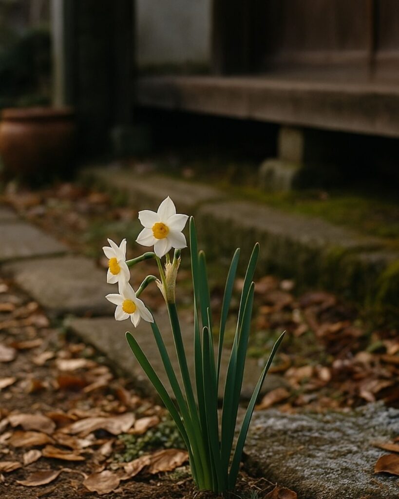 炭太祇の冬の俳句5選-代表作をわかりやすく解説！「水仙や　茎みじかくと　己が園」この俳句をイメージした画像