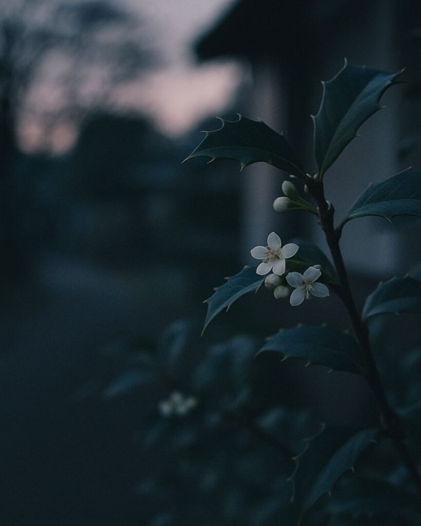 富安風生の冬の俳句5選-代表作をわかりやすく解説！「柊の　花と思へど　夕まぐれ」この俳句をイメージした画像