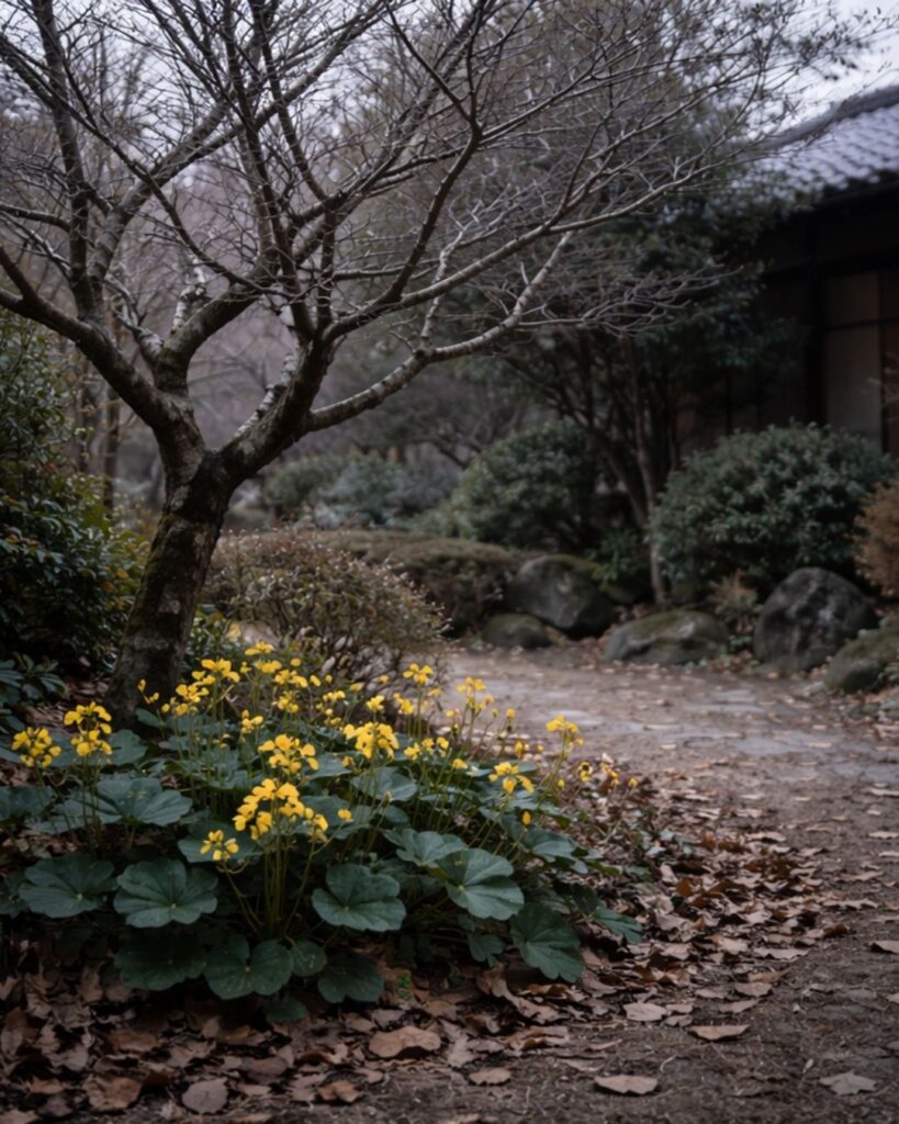 長塚節の冬の短歌5選-代表作をわかりやすく解説！「さびしらに 枝のことごと 葉は落ちし 李がしたの 石蕗の花」この短歌をイメージした画像