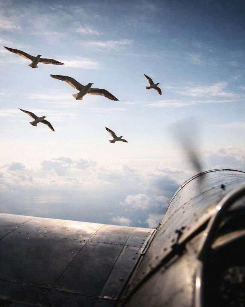 リンドバーグの名言9選–空に賭けた人生「選択を迫られるなら、機械より鳥を選びたい。」この名言のイメージイラスト