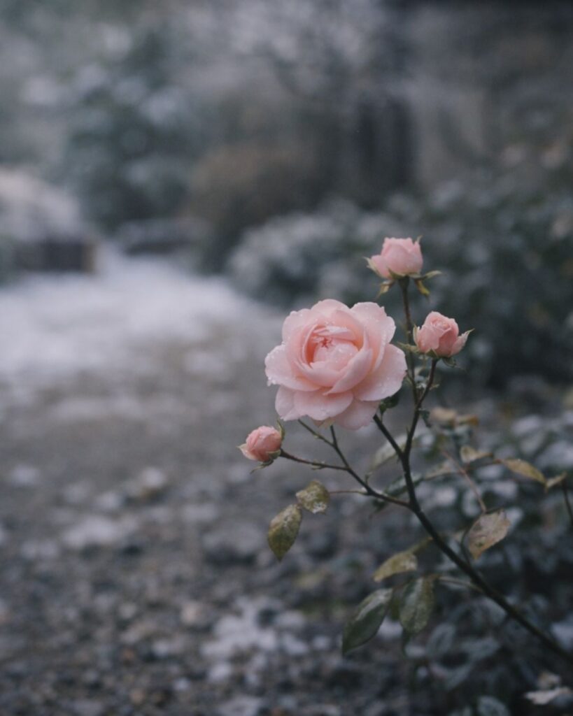 河東碧梧桐の冬の俳句5選-代表作をわかりやすく解説！「思はずも　ヒヨコ生れぬ　冬薔薇」この俳句をイメージした画像