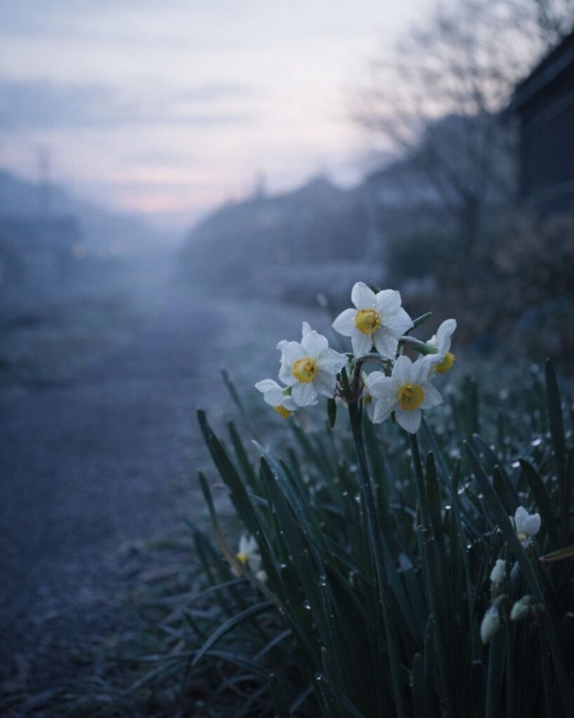種田山頭火の冬の俳句5選-代表作をわかりやすく解説！「徹夜ほのぼの　明けそめし心　水仙に」この俳句をイメージした画像