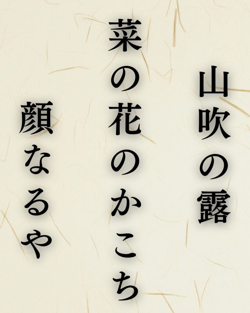 松尾芭蕉の春の俳句5選vol.2-代表作をわかりやすく解説！「山吹の露 菜の花のかこち 顔なるや」この俳句を記載した画像