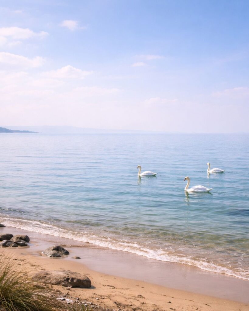 若山牧水の春の短歌5選vol.2–代表作をわかりやすく解説！「海の声 そらにまよへり 春の日の その声のなかに 白鳥の浮く」この短歌をイメージした画像