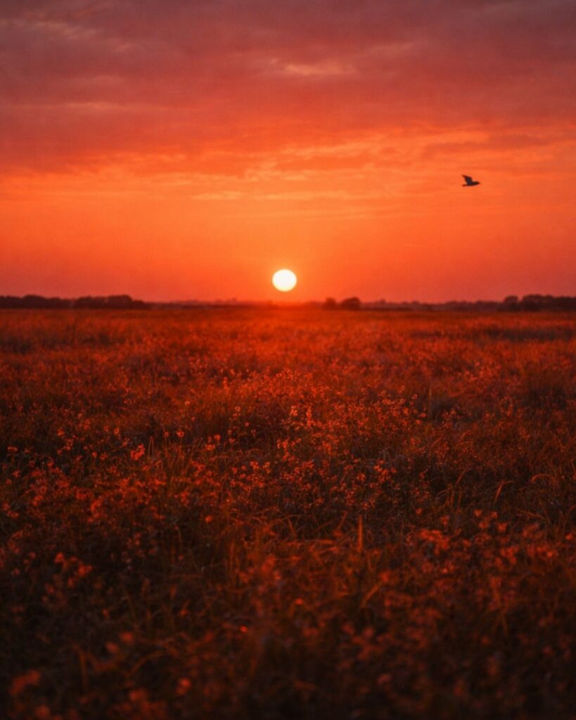 北原白秋の春の短歌5選vol.2–代表作をわかりやすく解説!「春の鳥 な鳴きそ鳴きそ あかあかと 外の面の草に 日の入る夕」この短歌をイメージした画像