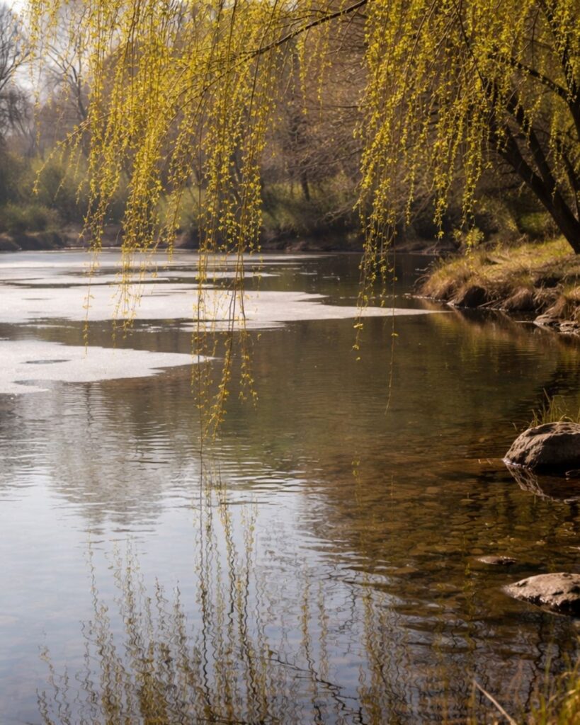 樋口一葉の春の短歌5選vol.2–代表作をわかりやすく解説！「きのふけふ 氷とけにし 池水に 春をうつせる 青柳の糸」この短歌をイメージした画像