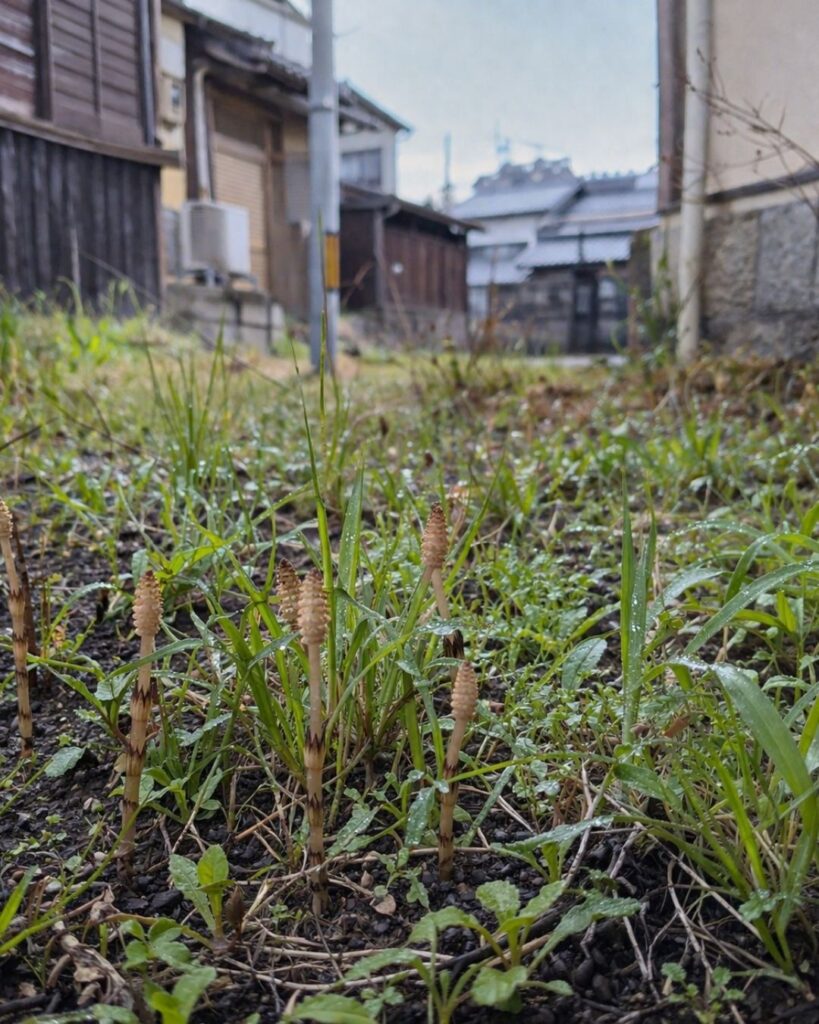 中村憲吉の春の短歌5選-代表作をわかりやすく解説！「街なかの 湿り空地の 草間にも 土筆の萌ゆる 春さりにけり」この短歌をイメージした画像