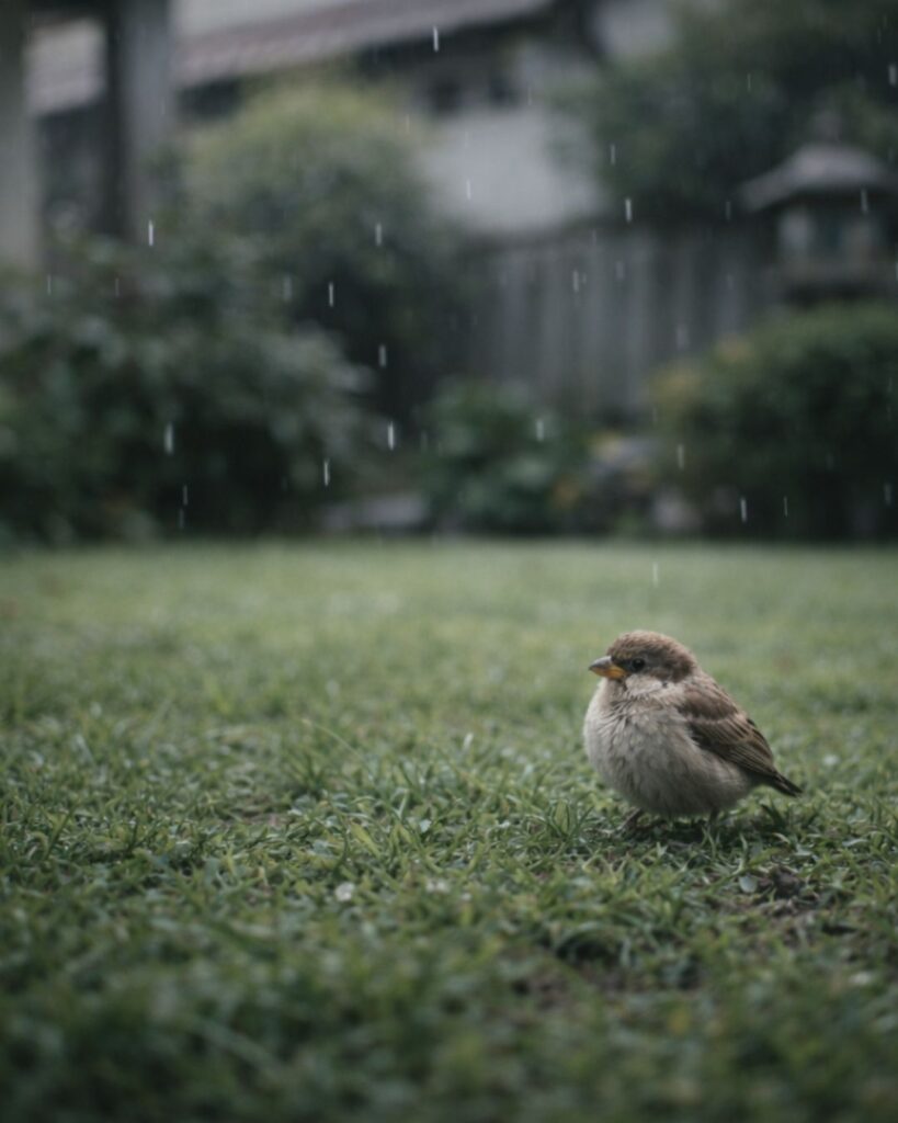 富安風生の春の俳句5選vol.2-代表作をわかりやすく解説!「庭芝に 雨降り出でぬ 雀の子」この俳句をイメージした画像