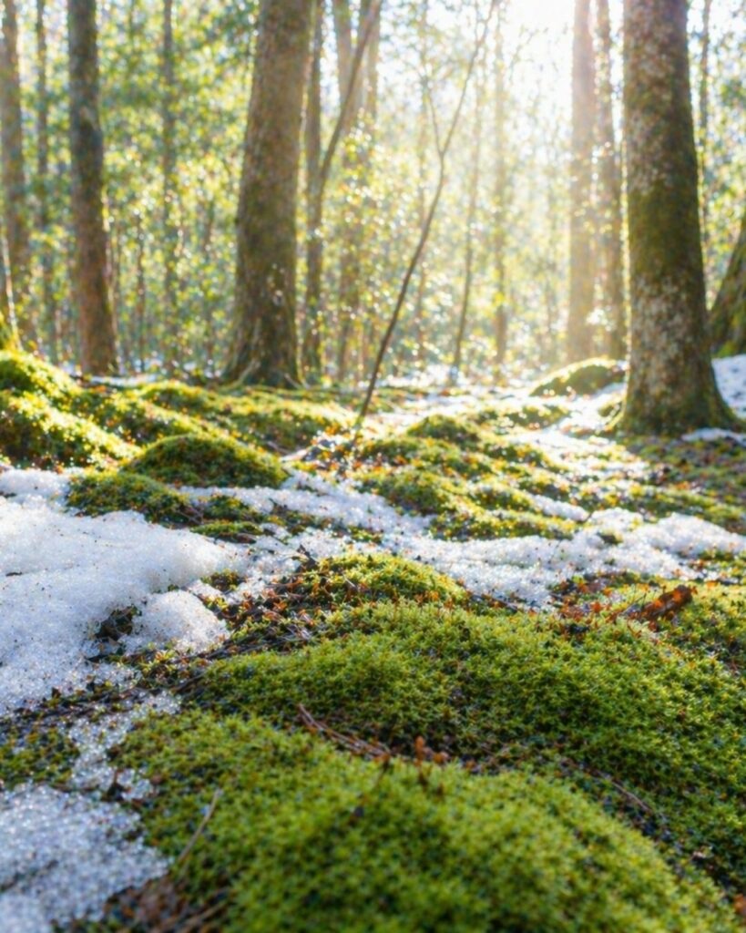 島木赤彦の春の短歌5選-代表作をわかりやすく解説！「春ひと日 雪とけきゆる 青蘚の 林のひほひ 日を浮けにけり」この短歌をイメージした画像