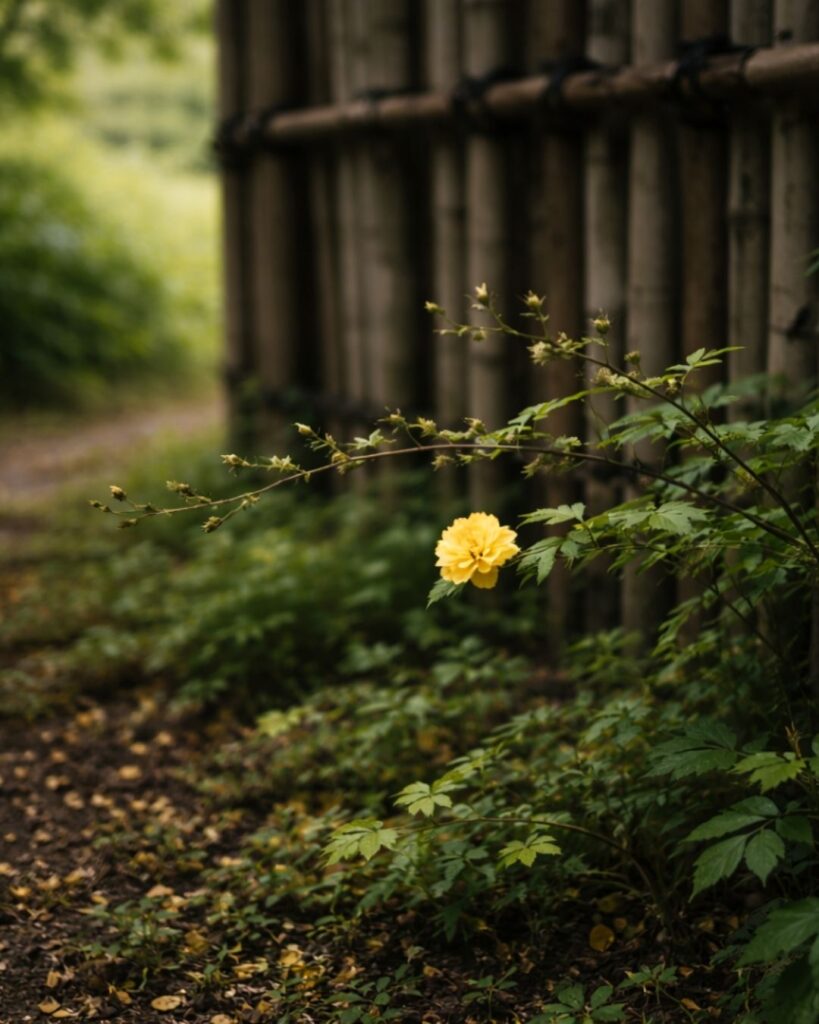 伊藤左千夫の春の短歌5選vol.2–代表作をわかりやすく解説！「垣のもとに 茂り生ひたる 山吹の しづ枝に一つ 花咲き残る」この短歌をイメージした画像