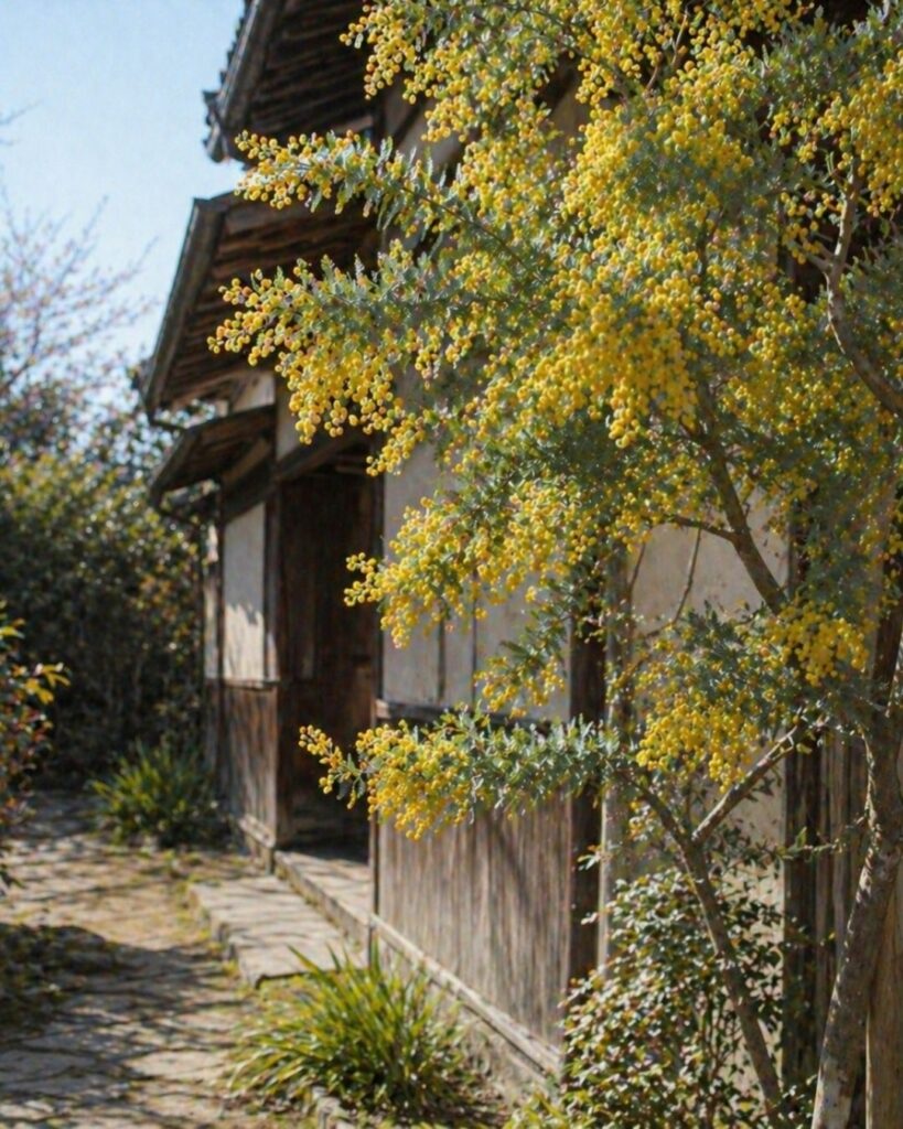 河東碧梧桐の春の俳句5選vol.2-代表作をわかりやすく解説！「なつかしき花ミモーザの一本に御手洗をはなれ」この俳句をイメージした画像