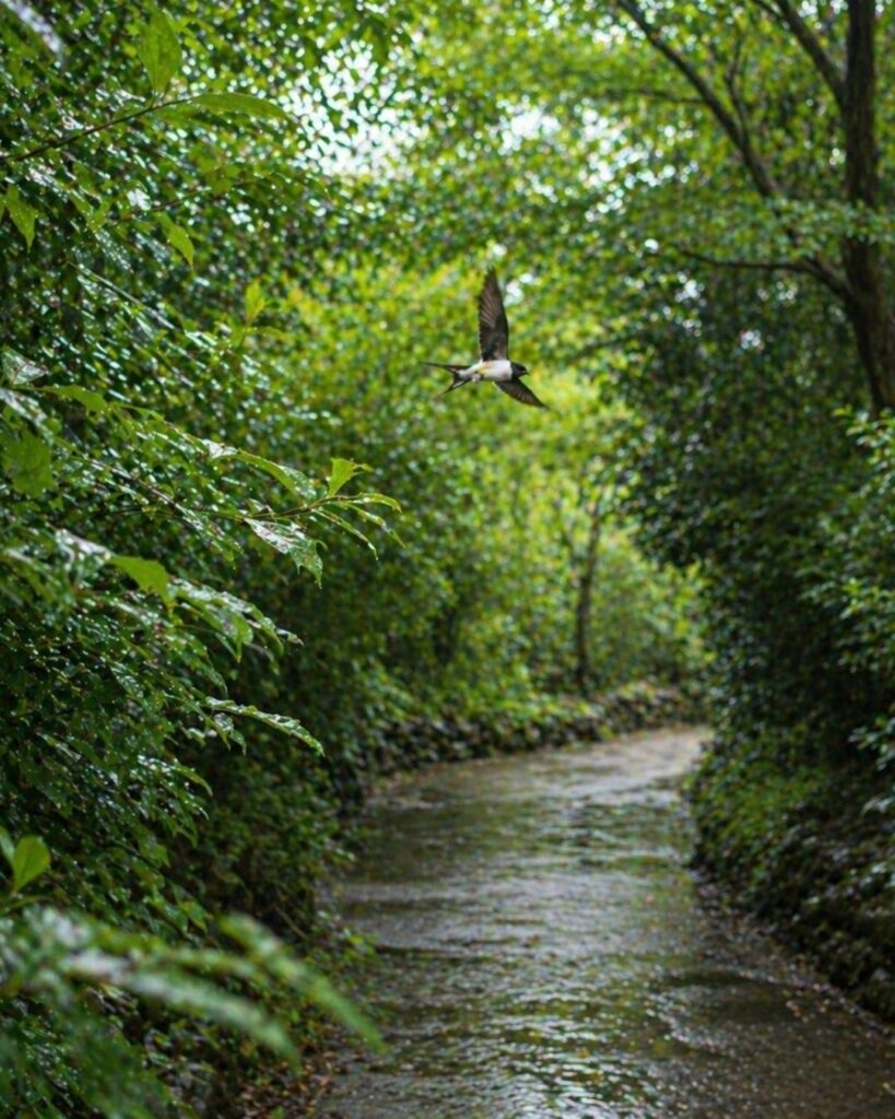 中村憲吉の春の短歌5選-代表作をわかりやすく解説！「野の草の 土のしめりに 春らしき 光を踏みぬ 町にむかひて」この短歌をイメージした画像