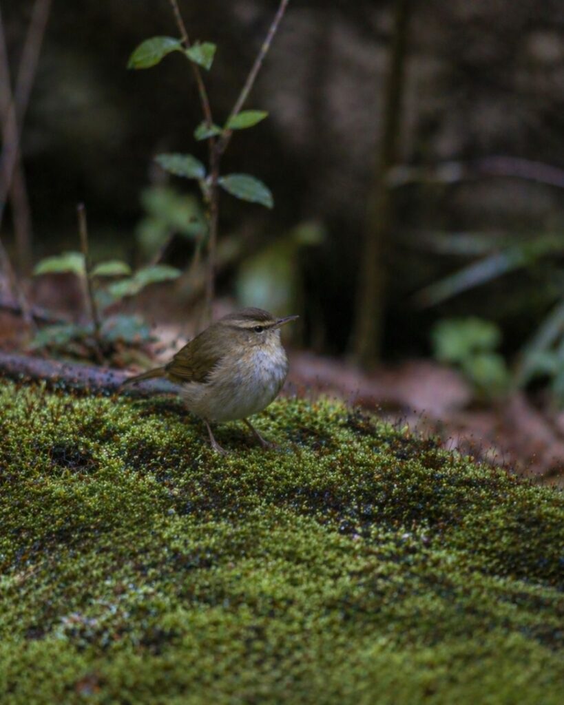 炭太祇の春の俳句5選-代表作をわかりやすく解説！「うぐひすの　声せで来けり　苔の上」この俳句をイメージした画像