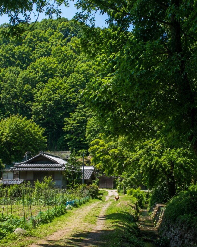 与謝蕪村の夏の俳句5選vol.2-代表作をわかりやすく解説!「休み日や 鶏なく村の 夏木立」この俳句をイメージした画像