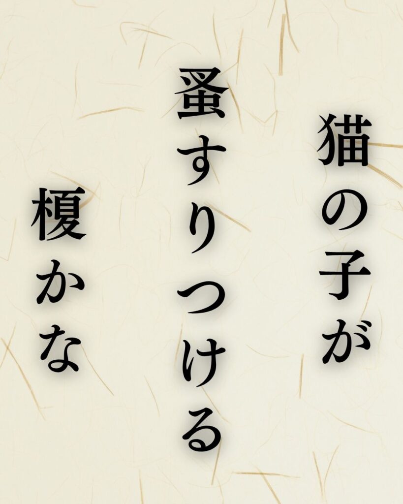小林一茶の夏の俳句5選vol.2-代表作をわかりやすく解説!「猫の子が 蚤すりつける 榎かな」この俳句を記載した画像